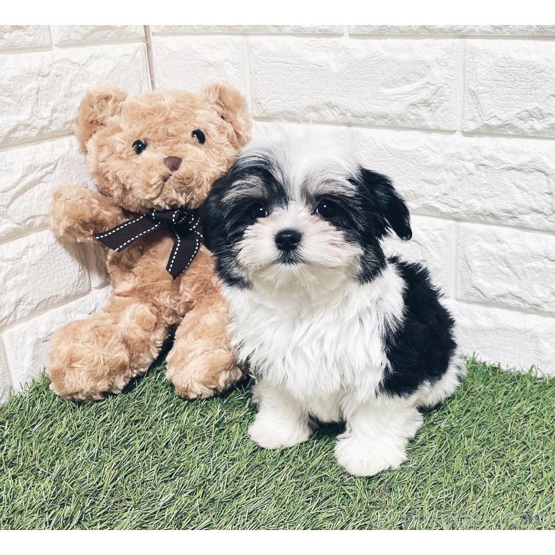 成約済の福岡県のチワマル:チワワ×マルチーズ-414967の9枚目