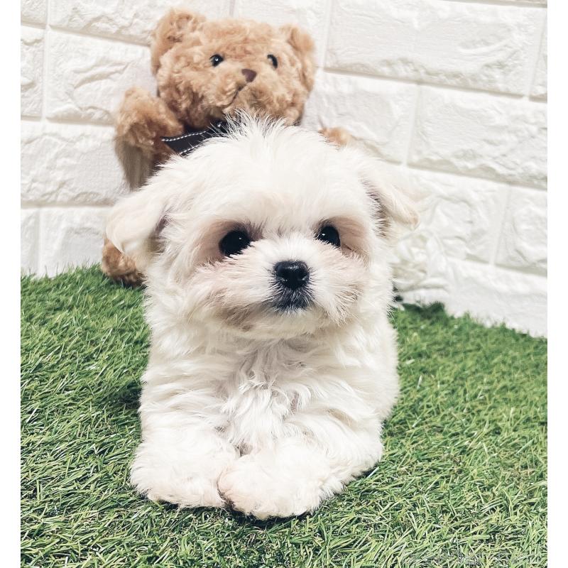 販売中の福岡県のチワマル:チワワ×マルチーズ-414966