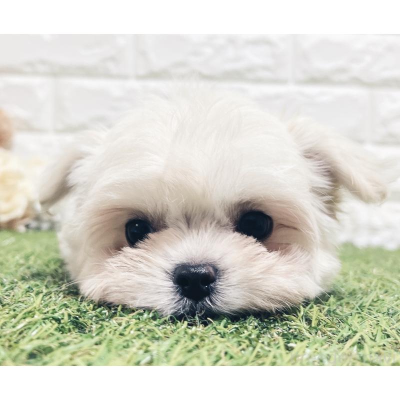 販売中の福岡県のチワマル:チワワ×マルチーズ-414966の9枚目