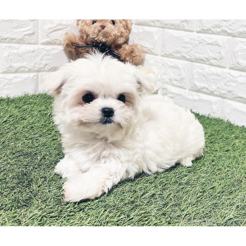 販売中の福岡県のチワマル:チワワ×マルチーズ-414966の8枚目