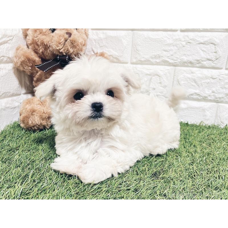 販売中の福岡県のチワマル:チワワ×マルチーズ-414966の7枚目