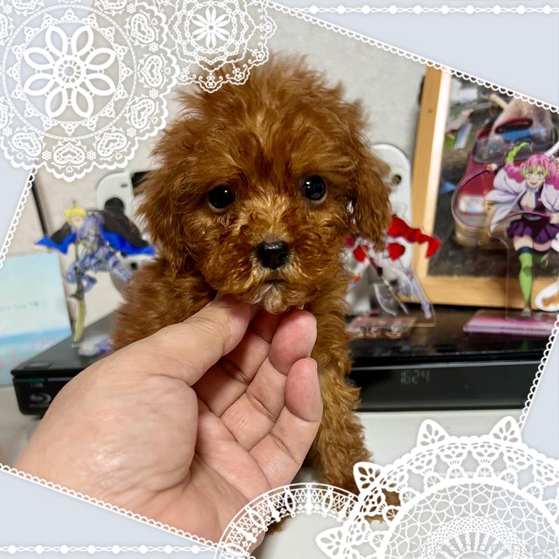 販売中の茨城県のトイプードル-429130の1枚目