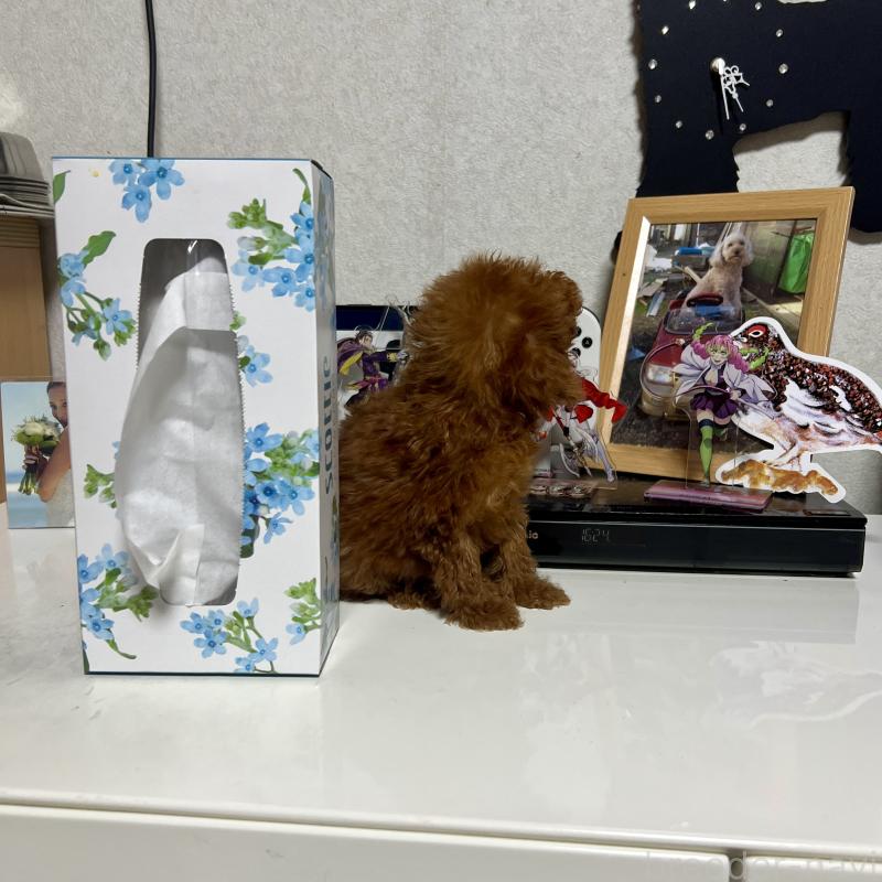 販売中の茨城県のトイプードル-429130の9枚目