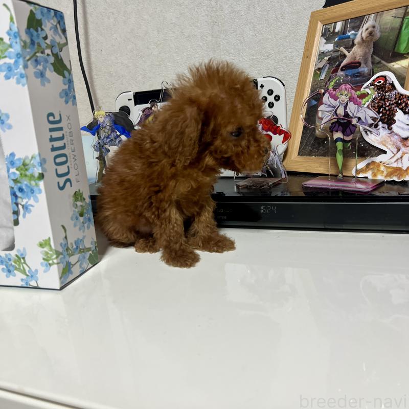 販売中の茨城県のトイプードル-429130の8枚目