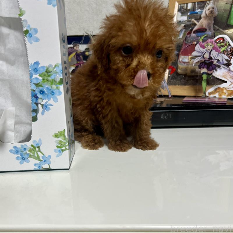 販売中の茨城県のトイプードル-429130の7枚目