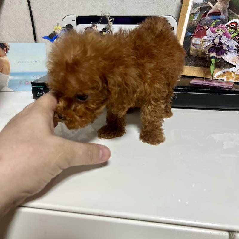 販売中の茨城県のトイプードル-429130の6枚目