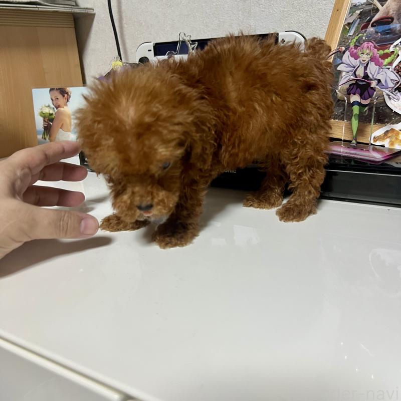 販売中の茨城県のトイプードル-429130の5枚目