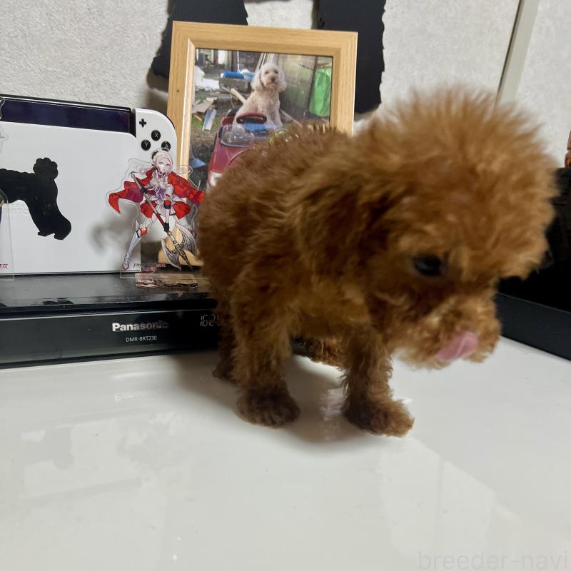 販売中の茨城県のトイプードル-429130の4枚目