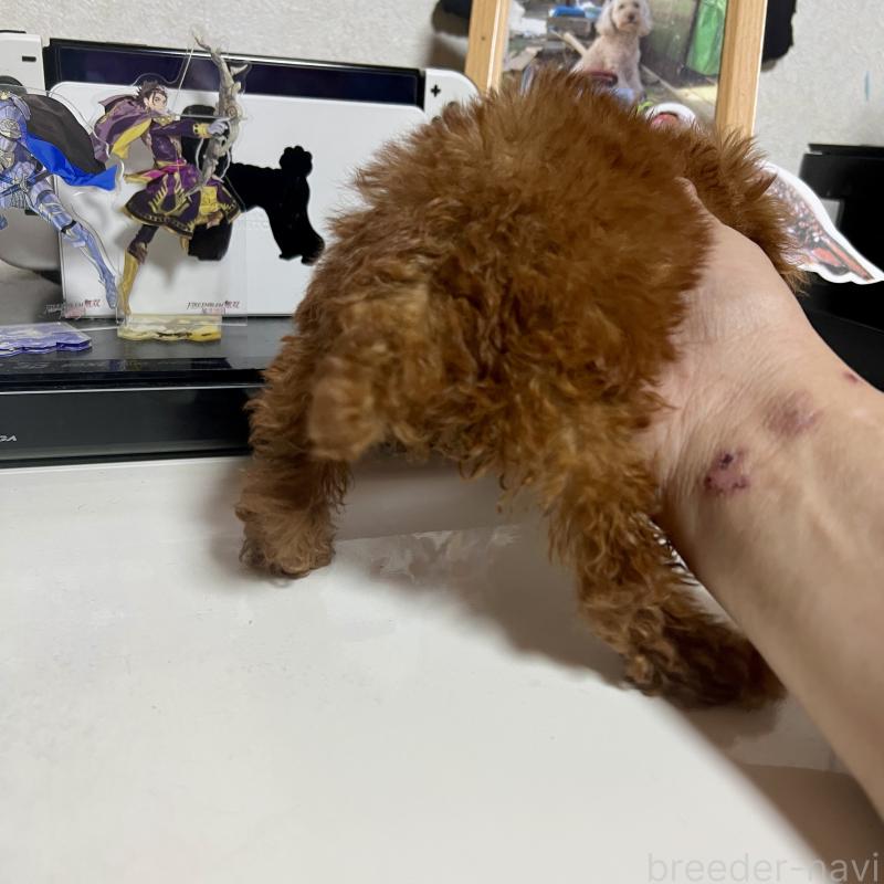 販売中の茨城県のトイプードル-429130の3枚目