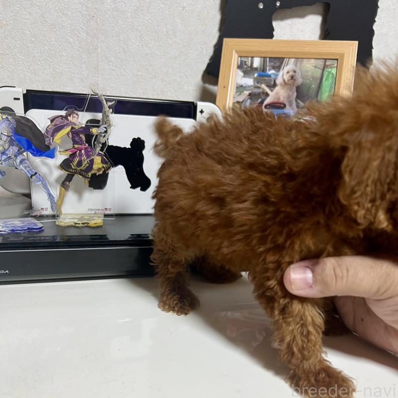 販売中の茨城県のトイプードル-429130の2枚目