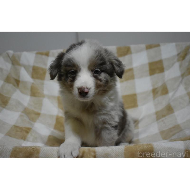 販売中の三重県のボーダーコリー-429131の4枚目