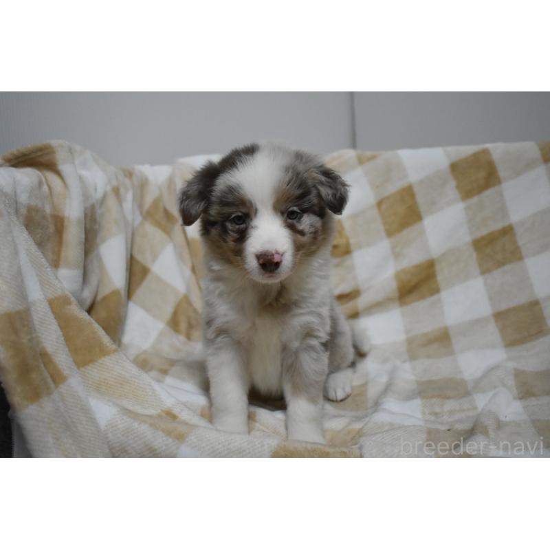 販売中の三重県のボーダーコリー-429131の3枚目