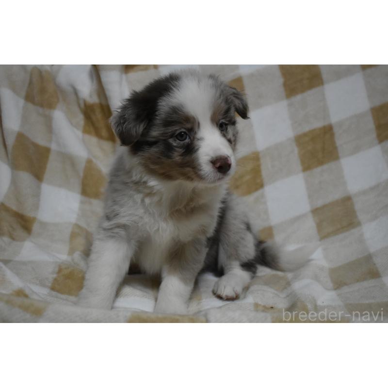 販売中の三重県のボーダーコリー-429131の2枚目