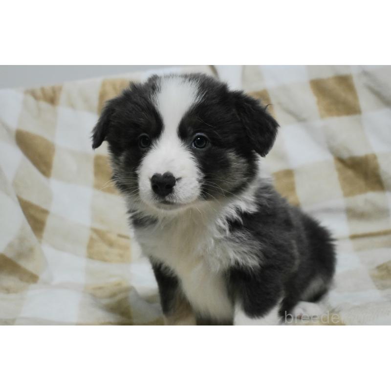 販売中の三重県のボーダーコリー-429132の4枚目