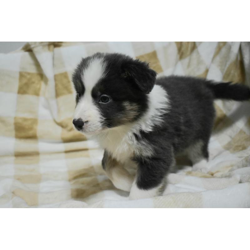 販売中の三重県のボーダーコリー-429132の3枚目