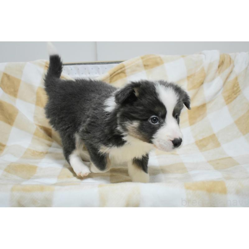 販売中の三重県のボーダーコリー-429132の2枚目