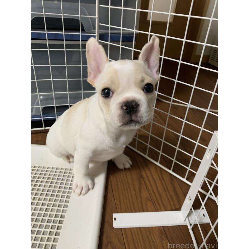 販売中の栃木県のフレンチブルドッグ-423988の2枚目