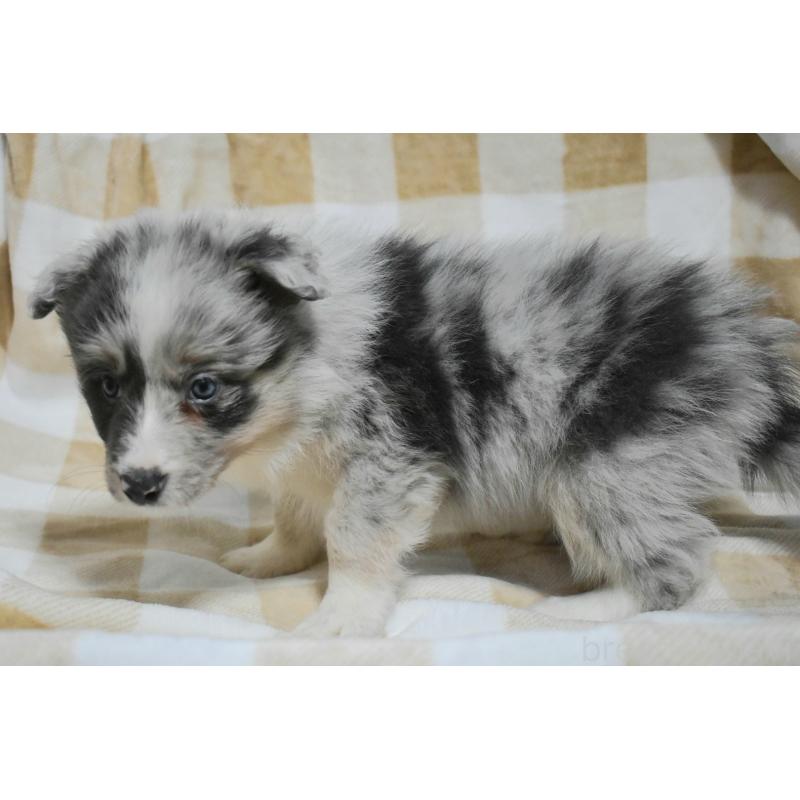 販売中の三重県のボーダーコリー-429133の5枚目