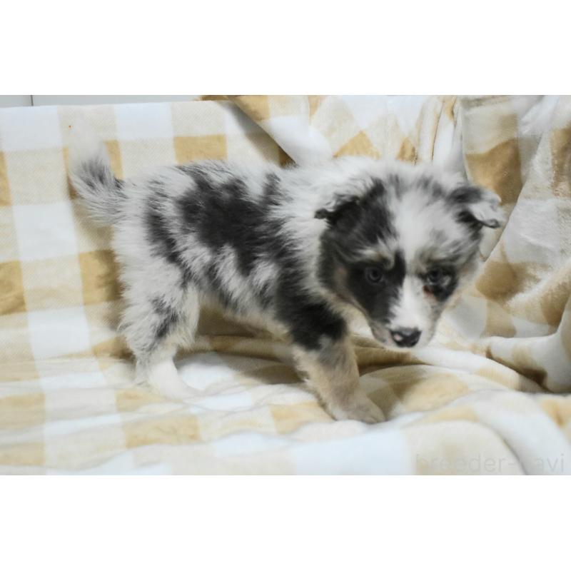 販売中の三重県のボーダーコリー-429133の4枚目