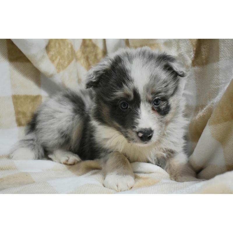 販売中の三重県のボーダーコリー-429133の3枚目