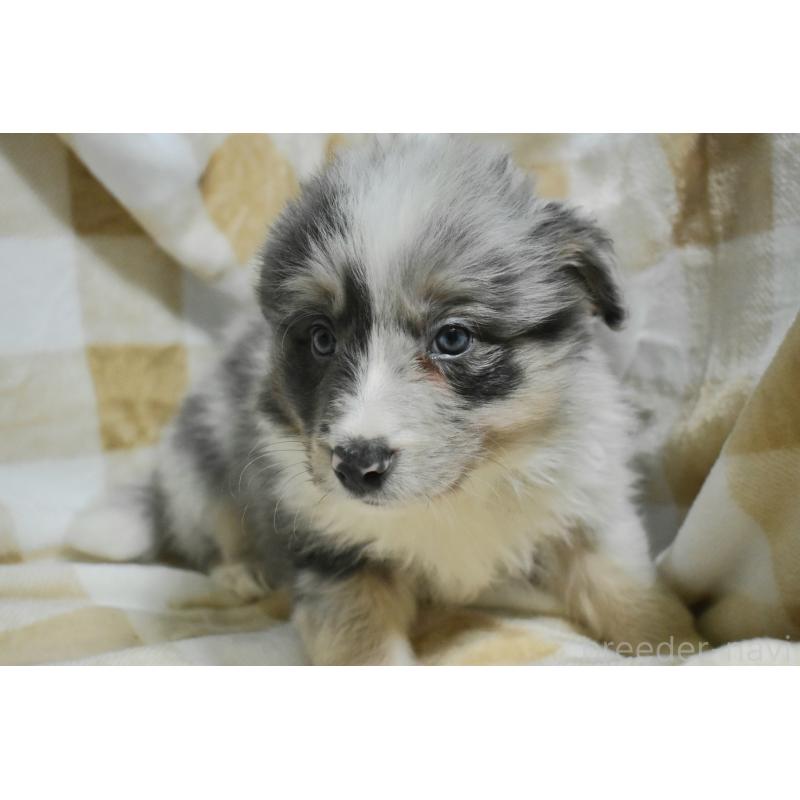 販売中の三重県のボーダーコリー-429133の2枚目