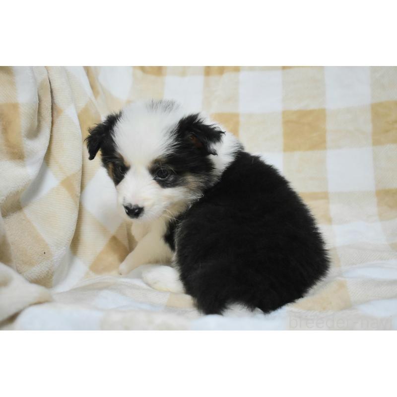 販売中の三重県のボーダーコリー-429134の5枚目