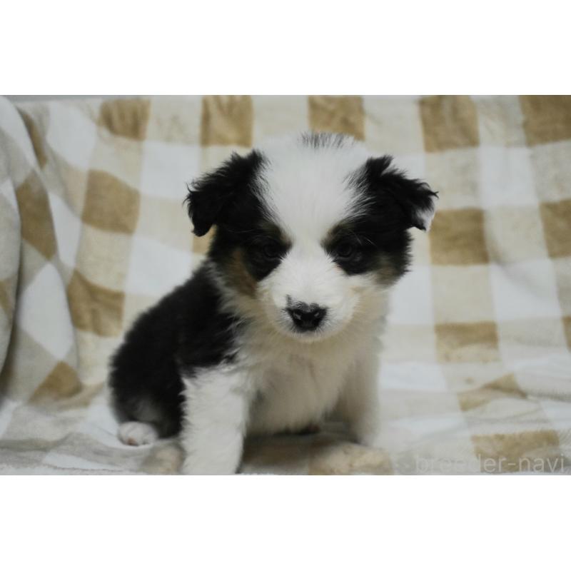 販売中の三重県のボーダーコリー-429134の4枚目