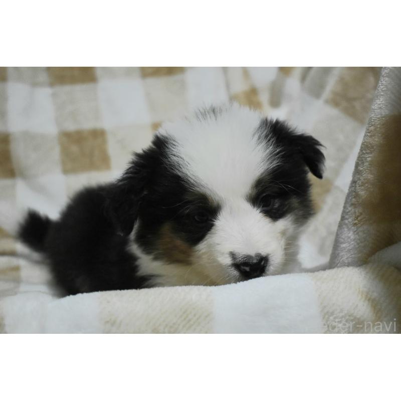 販売中の三重県のボーダーコリー-429134の3枚目