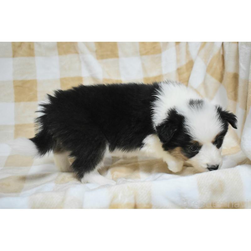 販売中の三重県のボーダーコリー-429134の2枚目