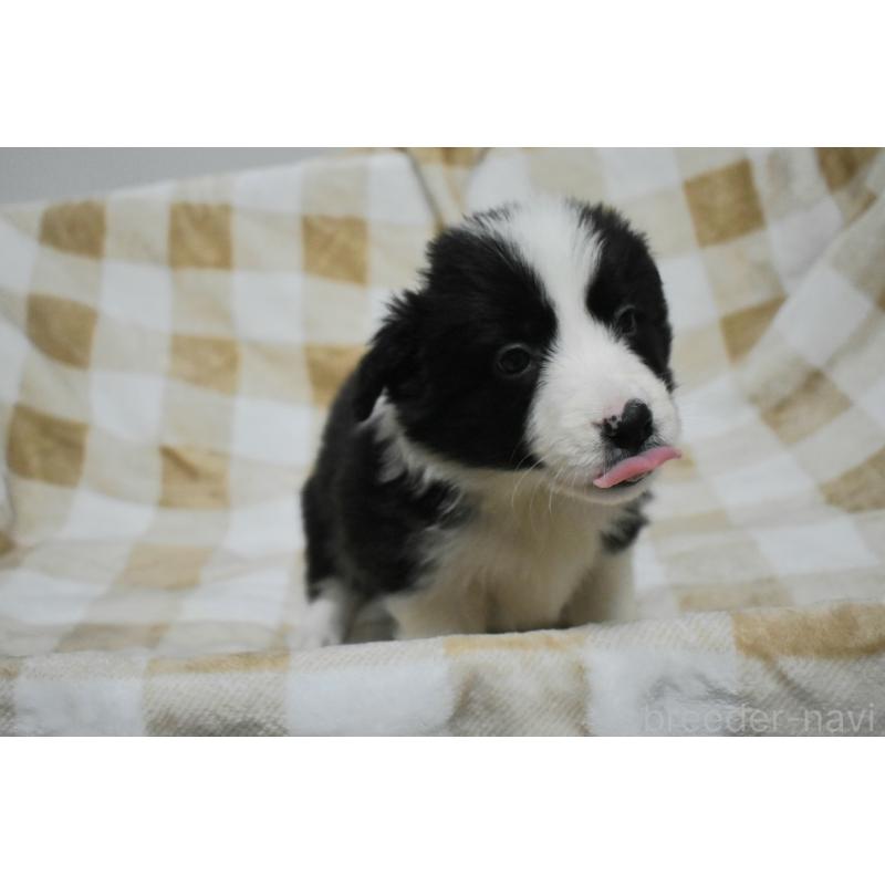 販売中の三重県のボーダーコリー-429135の3枚目
