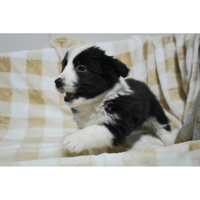 販売中の三重県のボーダーコリー-429135の2枚目