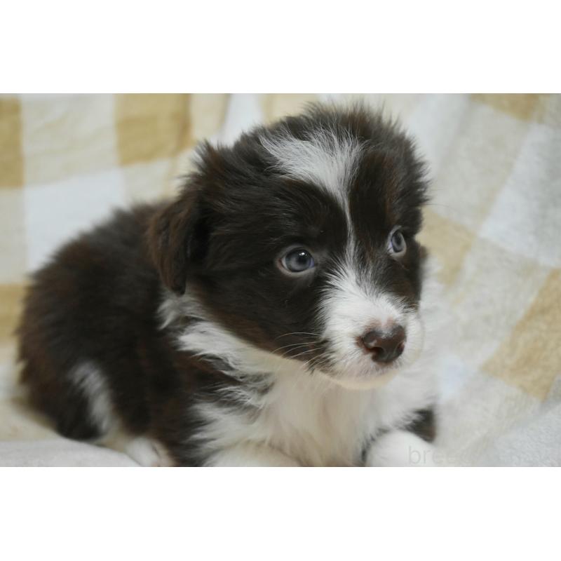 販売中の三重県のボーダーコリー-429136の5枚目