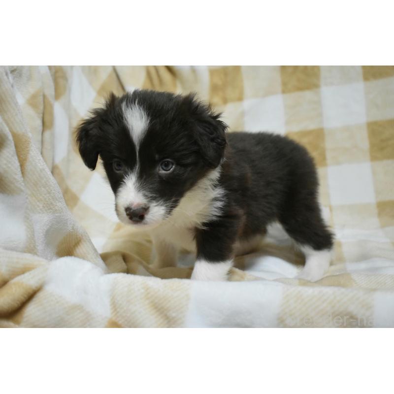 販売中の三重県のボーダーコリー-429136の4枚目