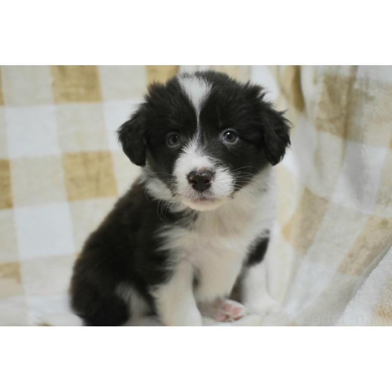 販売中の三重県のボーダーコリー-429136の3枚目