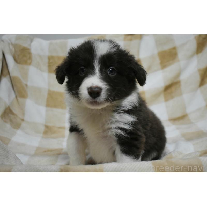 販売中の三重県のボーダーコリー-429138の5枚目