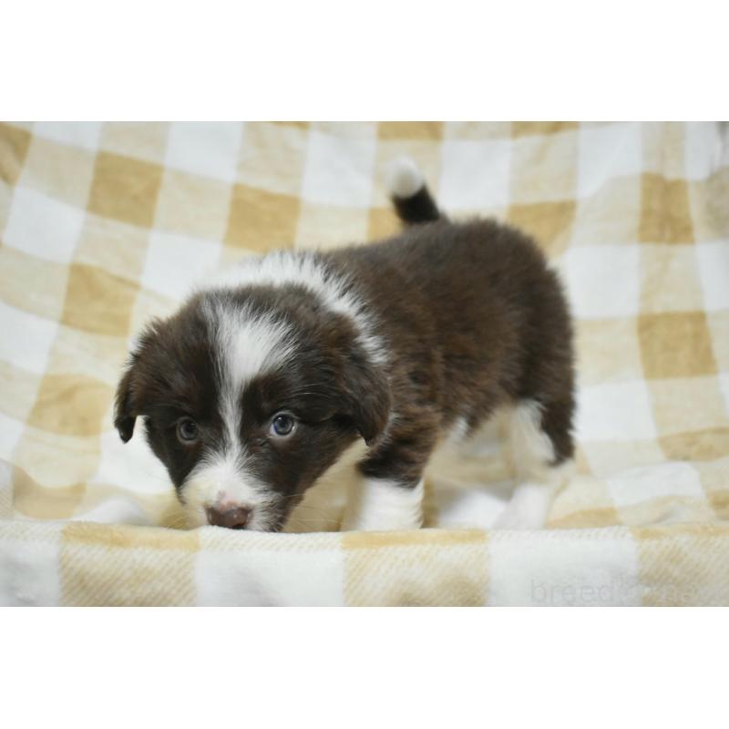 販売中の三重県のボーダーコリー-429138の4枚目