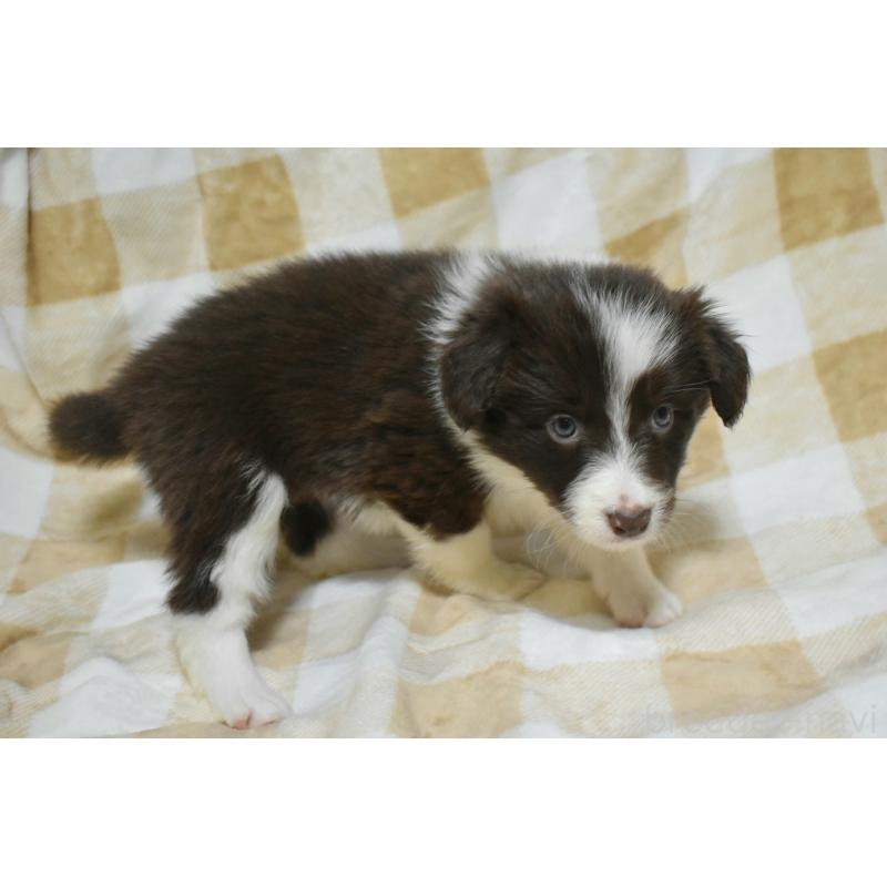 販売中の三重県のボーダーコリー-429138の3枚目