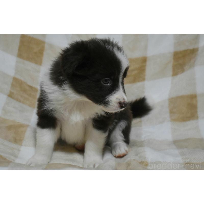 販売中の三重県のボーダーコリー-429138の2枚目