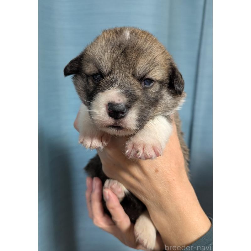 販売中の福岡県のウェルシュコーギーペンブローク-429139の1枚目