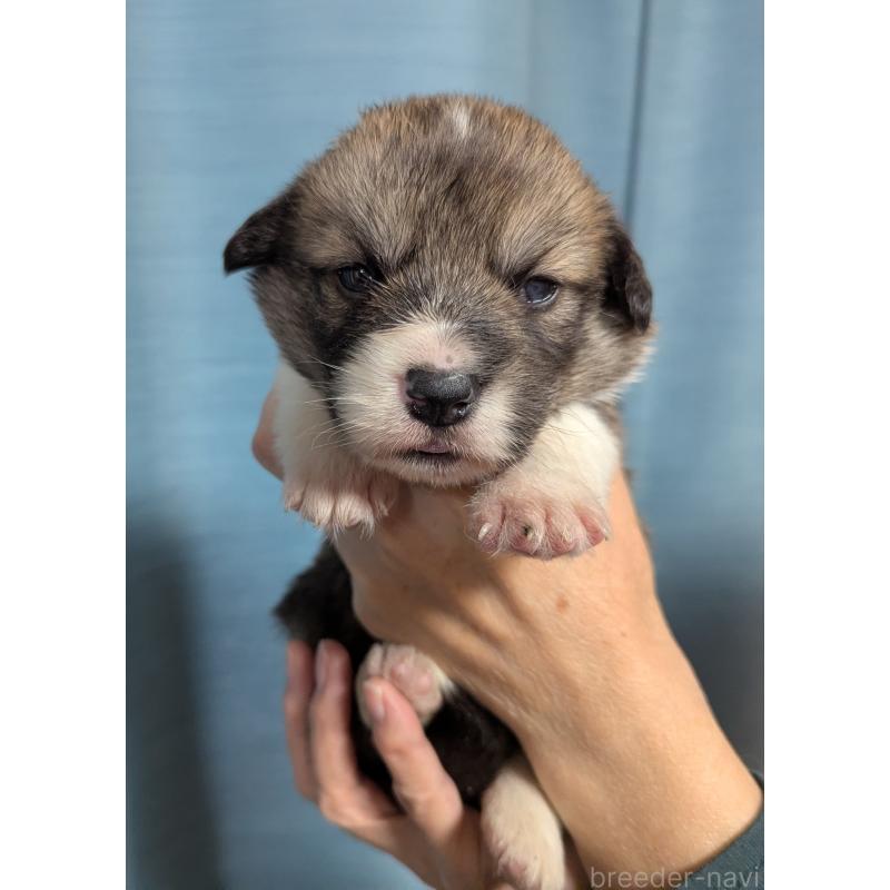 販売中の福岡県のウェルシュコーギーペンブローク-429139の5枚目