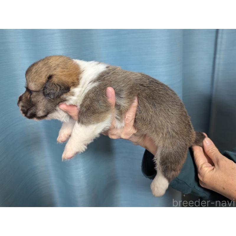 販売中の福岡県のウェルシュコーギーペンブローク-429139の4枚目