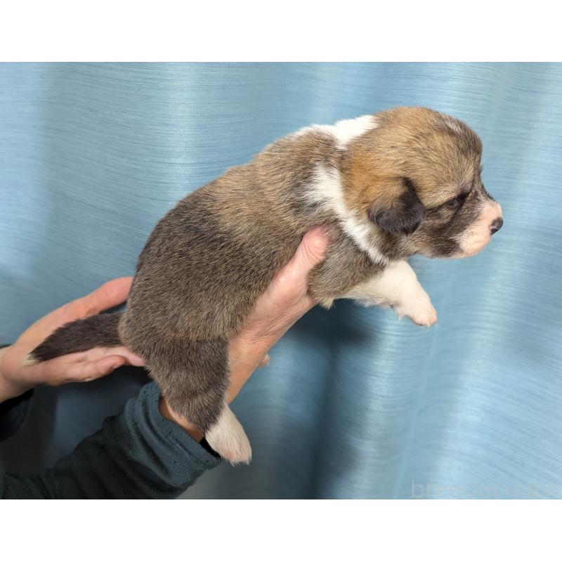 販売中の福岡県のウェルシュコーギーペンブローク-429139の3枚目