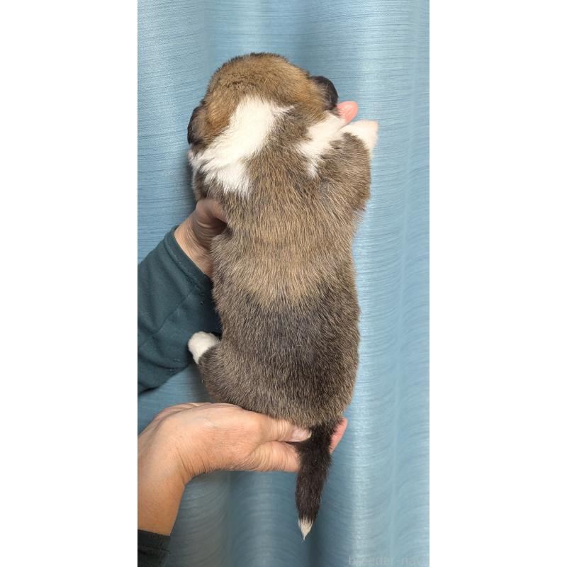 販売中の福岡県のウェルシュコーギーペンブローク-429139の2枚目