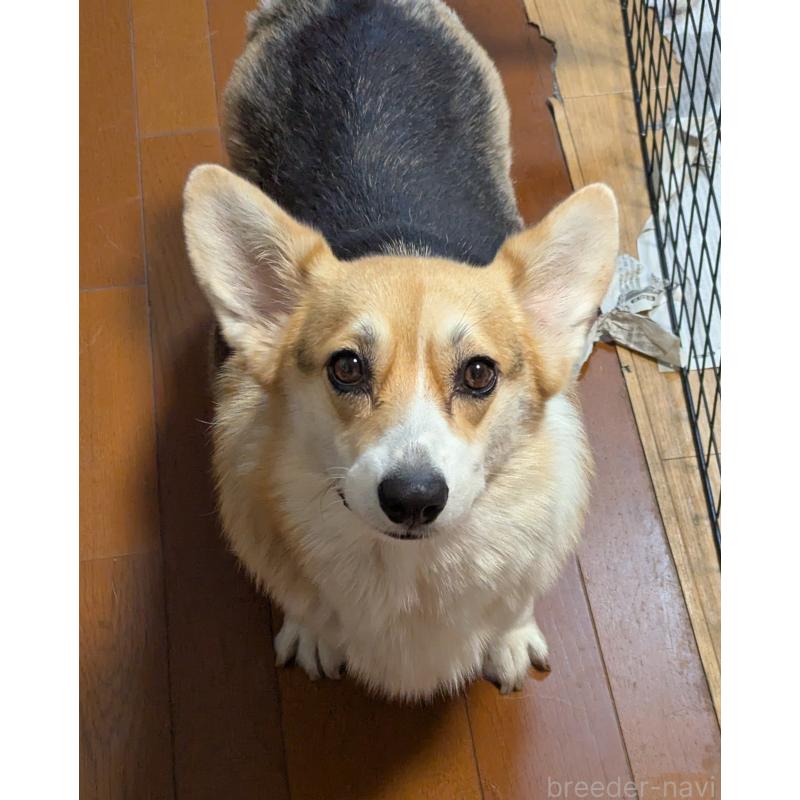 シンディちゃん1枚目