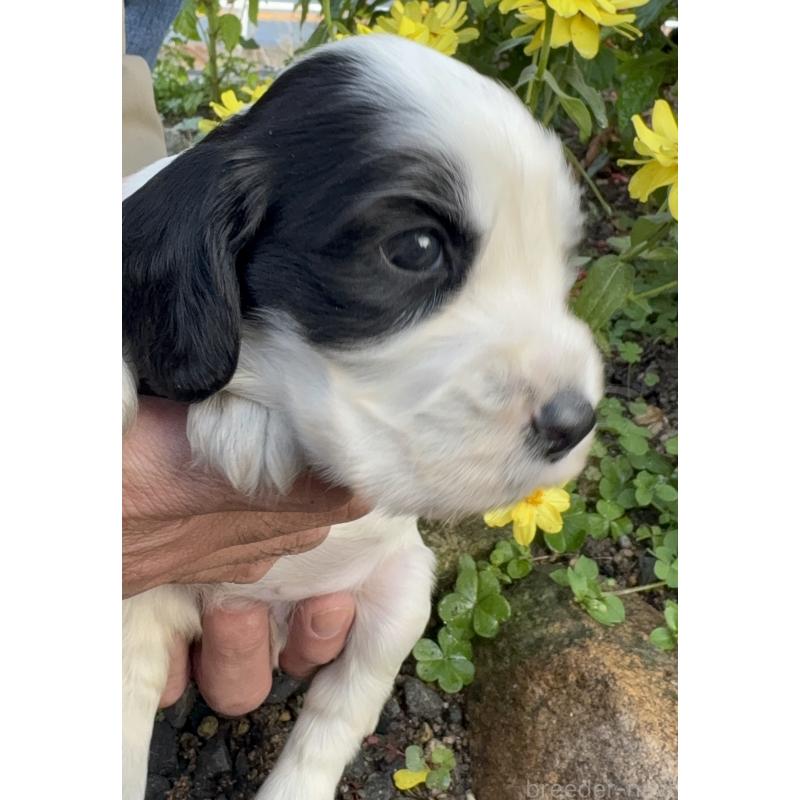 成約済の佐賀県のイングリッシュコッカースパニエル-427604の8枚目