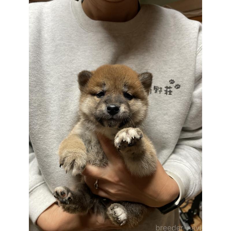 販売中の茨城県の柴犬-425872の5枚目