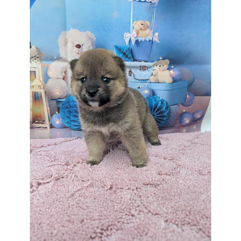 販売中の千葉県の豆柴-427490の2枚目