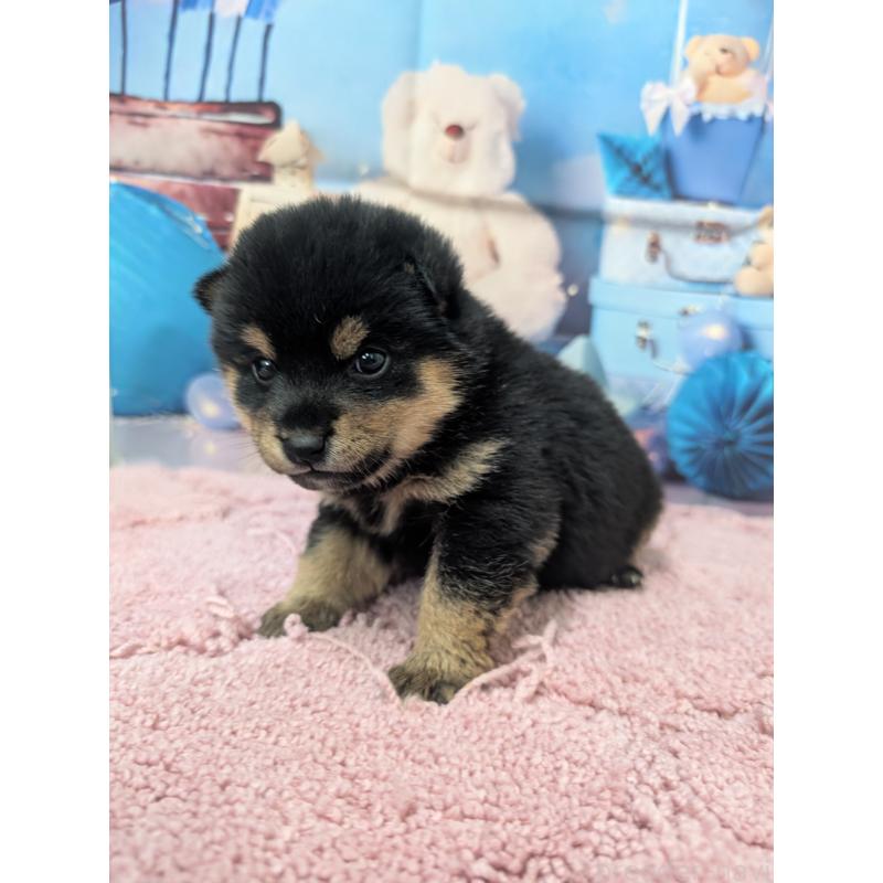 販売中の千葉県の豆柴-427491の2枚目