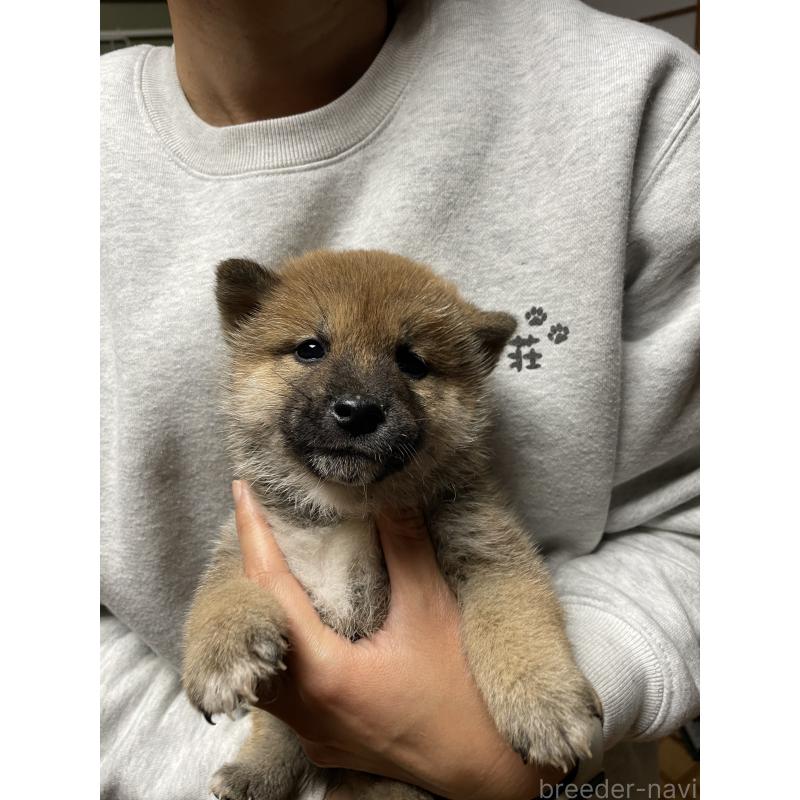 販売中の茨城県の柴犬-425873の7枚目