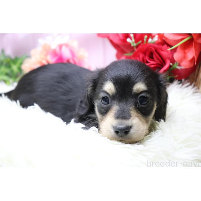 販売中の香川県のカニンヘンダックスフンド(ロングヘアード)-429140の7枚目